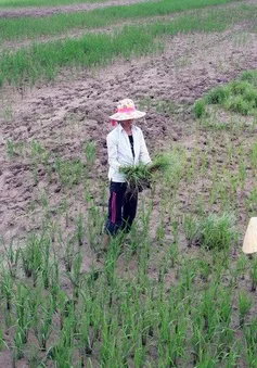Gần 20.000ha đất sản xuất lúa tại Cà Mau bị nhiễm mặn