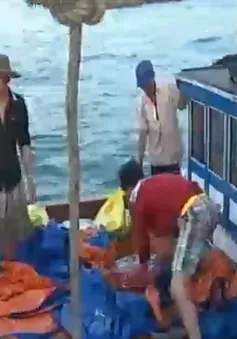 Nhộn nhịp vụ cá Nam trên Biển Đông