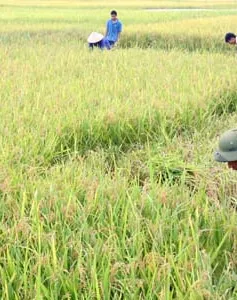 Miền Bắc được mùa vụ Đông Xuân