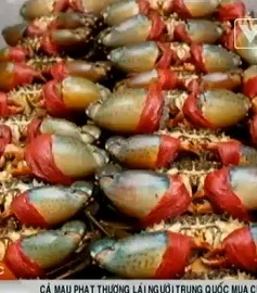 Cà Mau phạt thương lái người Trung Quốc mua cua trái phép 