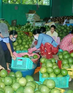 Thiếu liên kết trong tiêu thụ trái cây ĐBSCL