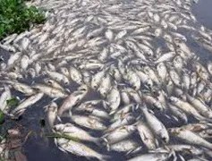 Sinh vật lạ gây cá chết hàng loạt ở Kiên Giang 