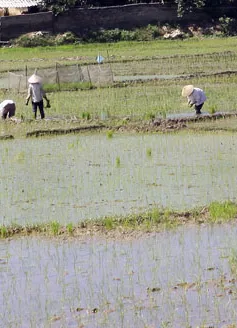 Kiên Giang: Sản xuất lúa vụ 3 lợi bất cập hại