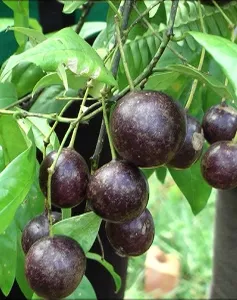 3 trẻ nhỏ ở Cao Bằng tử vong do ngộ độc cây hồng trâu 