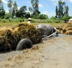 Đồng Tháp: Huy động tối đa lực lượng khắc phục sự cố vỡ đê