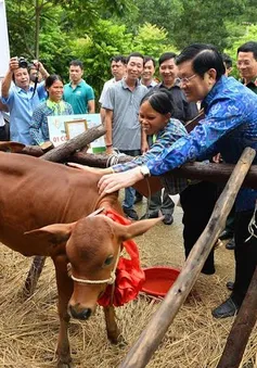 Trao tặng bò giống giúp người nghèo biên giới