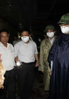 Kiểm tra tổng thể chợ buôn bán gia cầm Hà Vĩ  