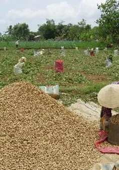 Cả tin, nông dân Trà Vinh bị chiếm đoạt gần 1 tỷ đồng