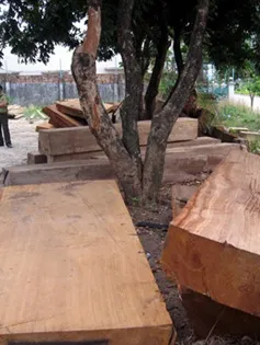 Bình Thuận bắt giữ hơn 10 khối gỗ quý hiếm không giấy tờ hợp pháp   