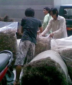 Thiếu quy hoạch vùng dược liệu, người dùng phải trả giá cao   