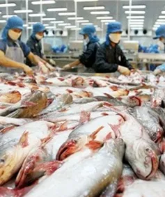 Thêm 3 trang trại cá tra đạt tiêu chuẩn quốc tế 