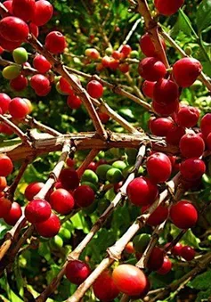 Đưa giá trị cà phê Việt ra thế giới 