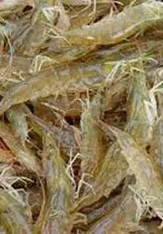 Đưa tạp chất vào tôm nguyên liệu có thể bị tội hình sự 