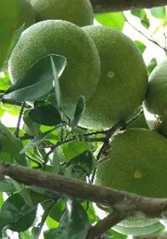 Bưởi Phúc Trạch đang hồi sinh sau nhiều năm thất bát