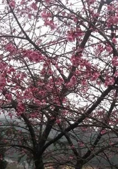 Hoa anh đào nở rực rỡ đất trời Sa Pa