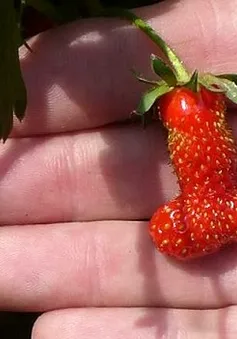 Phát hiện quả dâu trông giống... "của quý" 