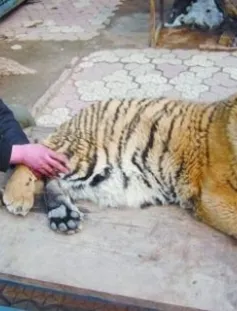 Dẫn hổ đi dạo công viên 