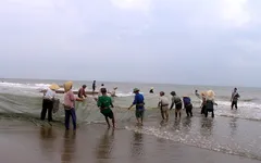 Nhọc nhằn nghề kéo rùng thuê tại vùng biển Thanh Hóa