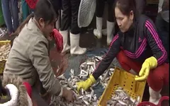 Những người phụ nữ miền biển giúp nhau mưu sinh