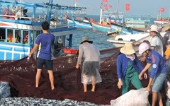 Ngư dân Lý Sơn hứng khởi vươn khơi, phát triển kinh tế