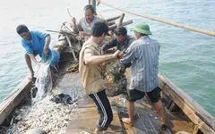 Ngư dân Đà Nẵng yên tâm vươn khơi, bám biển