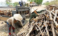 Cơ cực mưu sinh với nghề mót củi ở TP.Hồ Chí Minh
