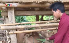 Trao tặng bê giống cho hộ gia đình nông dân nghèo tại Sơn La
