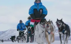 Thám hiểm thiên nhiên hoang dã với những chú chó kéo xe tuyết