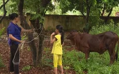 Trao tặng bò sinh sản cho hộ gia đình chính sách tại Vĩnh Phúc