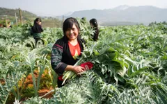 Người Sa Pa đổi đời nhờ cây Atiso