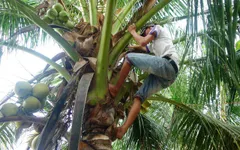 Mẹ bỏ đi từ nhỏ, cha bị xơ gan, cậu bé lớp 7 sống trong khốn khó