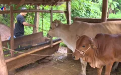 Người tốt, Việc tốt: Nghị lực vươn lên của cô gái mồ côi