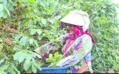 Quài Tở: Khi đất đơm hoa, kết trái