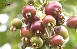 Bất ngờ với khu vườn ‘trái cây quý tộc’