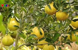 Độc lạ giống cam lai “Như Ý”