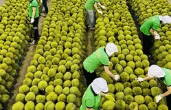 Xuất khẩu nông sản không còn là "cuộc chơi" giá rẻ