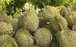 Xuất khẩu rau quả cả nước giảm 3 tháng liên tiếp