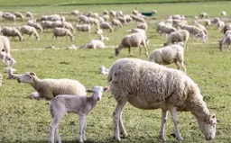 Anh lần đầu tiên phát hiện cúm gia cầm H5N1 ở cừu