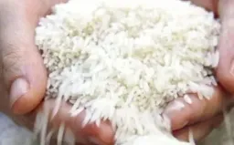 Gạo Việt đắt hàng