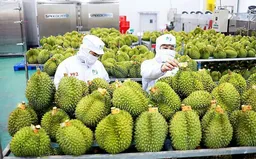 Tín hiệu tích cực từ thị trường xuất khẩu nông lâm thủy sản