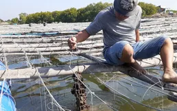 Bà Rịa – Vũng Tàu farmers expand breeding of Pacific oysters