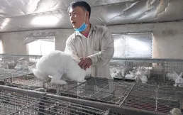 Tuyên Quang rabbit farmer profits from raising New Zealand breed