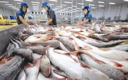 Tra fish exports to US, China rise in March