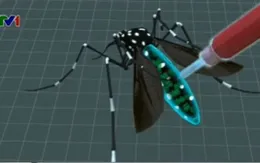 Brazil: Thả muỗi kháng virus để chống sốt xuất huyết