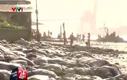 Kinh hoàng hàng nghìn xác bò trôi dạt vào bờ biển Brazil