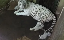 Thảo Cầm Viên muốn đổi hổ lấy động vật khác