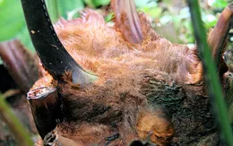 Cách cầm máu vết thương nhẹ