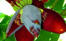 Bài thuốc chữa bệnh từ hoa chuối