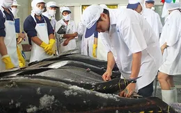 100% cá ngừ Việt Nam nhập khẩu vào Mỹ bị kiểm tra