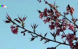 Đà Lạt rực rỡ mùa Mai Anh Đào